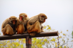 京都動物園　おサルたち