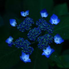 紫陽花―初陣