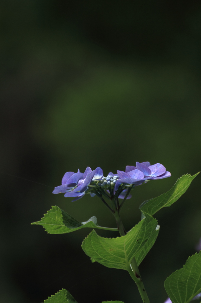 Hydrangea-2