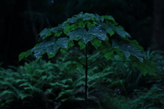 天然の傘