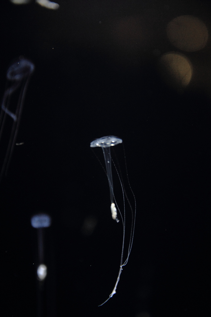 繊細