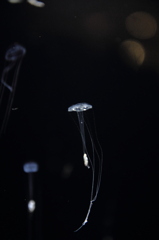 繊細