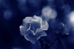 Flower in blue