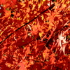 紅葉－赤色