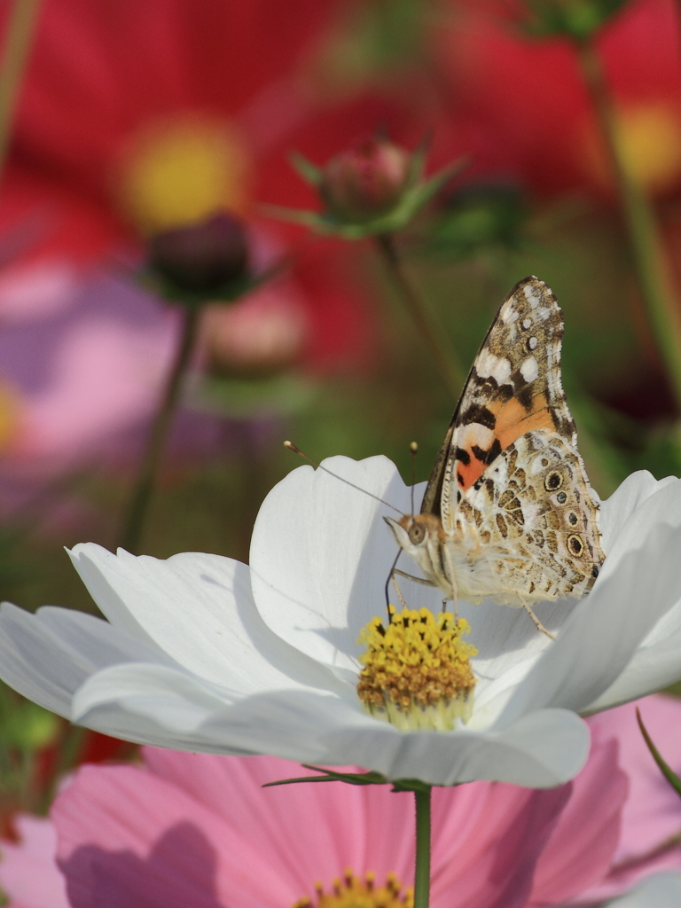 Butterfly attraction