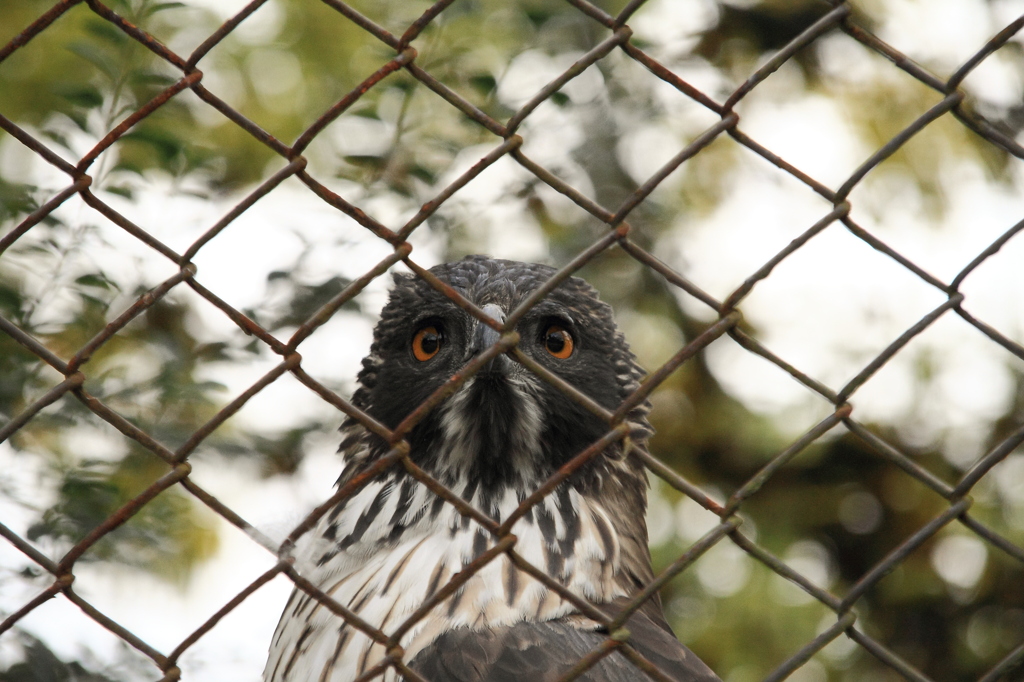 京都動物園　タカ