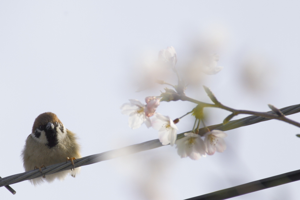 スズメの花見①