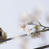 スズメの花見①