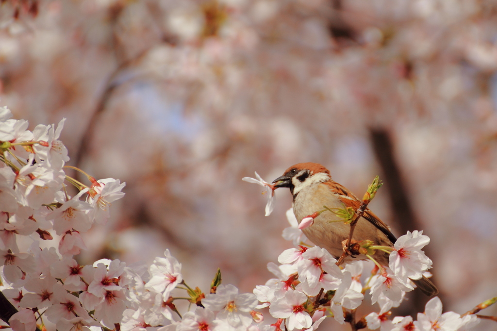スズメの花見②