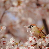 スズメの花見②