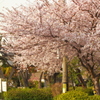 桜②