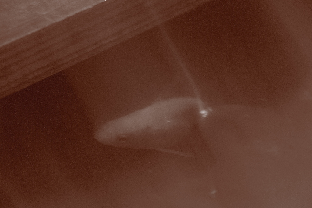 金魚