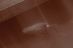 金魚