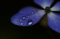 雨玉
