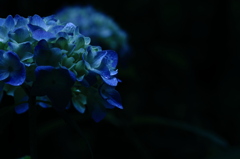 紫陽花―闇に浮かぶ