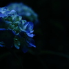 紫陽花―闇に浮かぶ