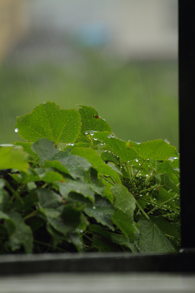 雨ですねぇ・・・