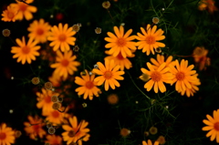 オカオグルマ（？）の花火
