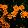 オカオグルマ（？）の花火