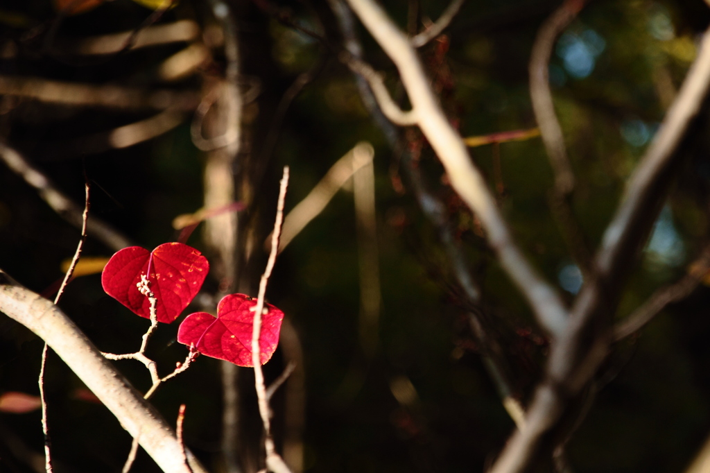 京都植物園ー紅葉