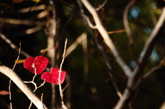 京都植物園ー紅葉