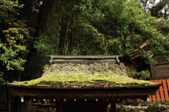 上賀茂神社―苔