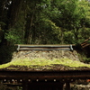 上賀茂神社―苔