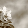 桜③