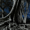 roots