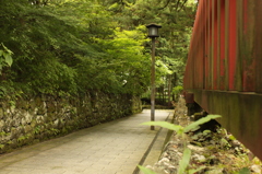 崖から生えるポ･･･