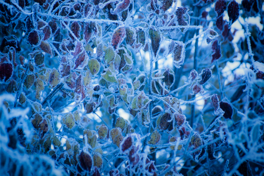 Freezing point