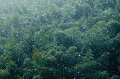 －　竹林雪舞　－