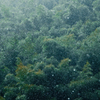 －　竹林雪舞　－