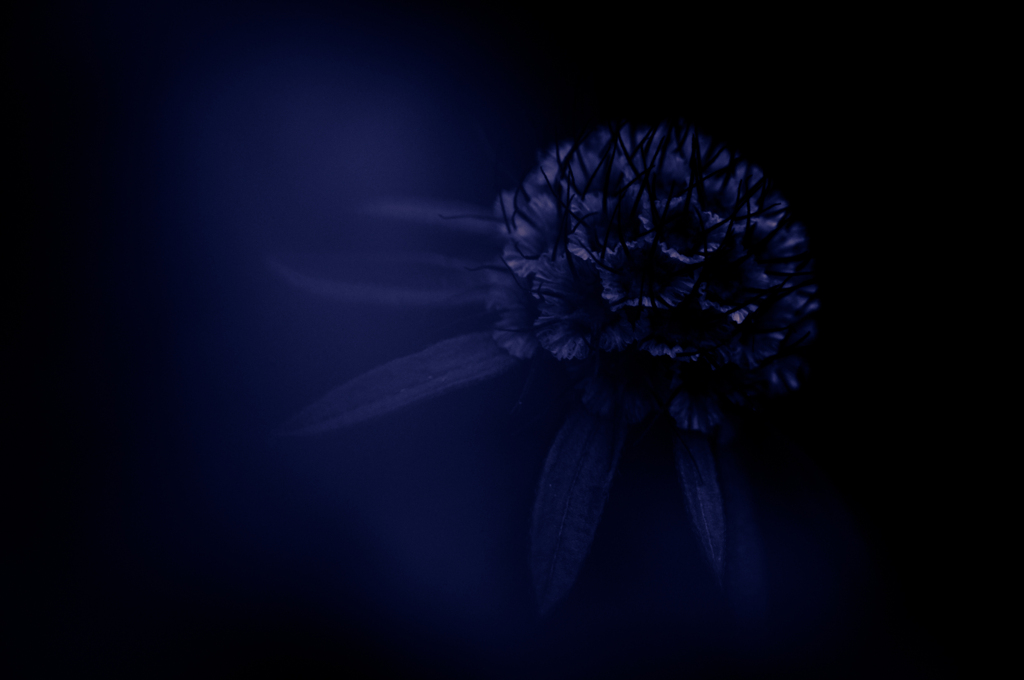 Scabiosa