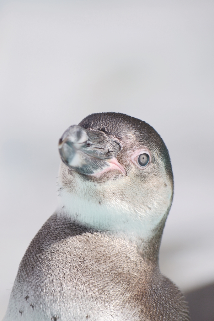 ペンギンってアップで見たことあります？