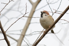 春を待ちわびて