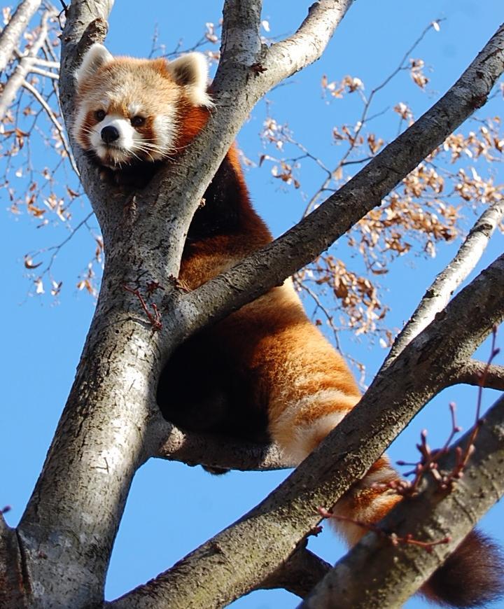 レッサーパンダ