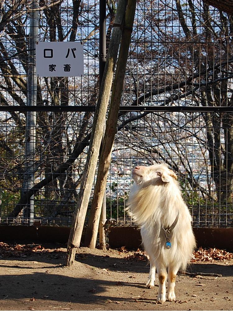 ロバ？