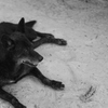 blackdog