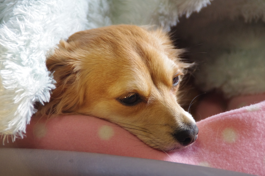 眠い…