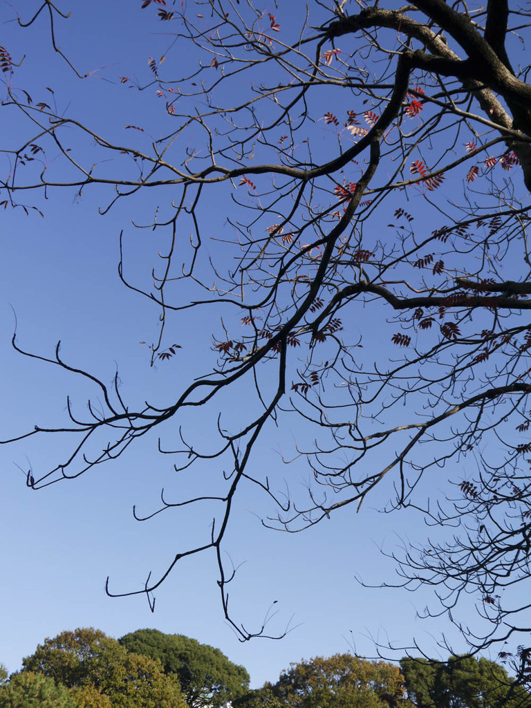六義園の空