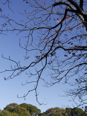 六義園の空
