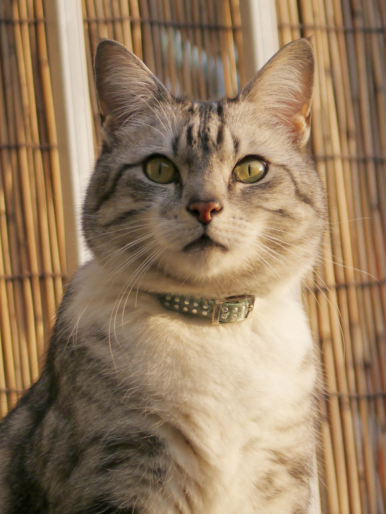 夕刻の猫さん2