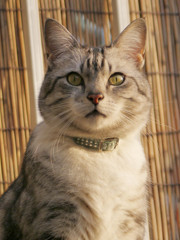 夕刻の猫さん2