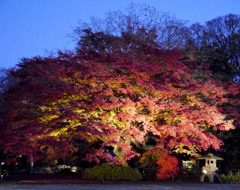 六義園　紅葉ライトアップ2