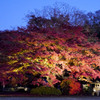 六義園　紅葉ライトアップ2
