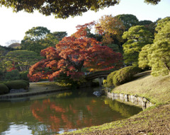 田鶴橋と紅葉