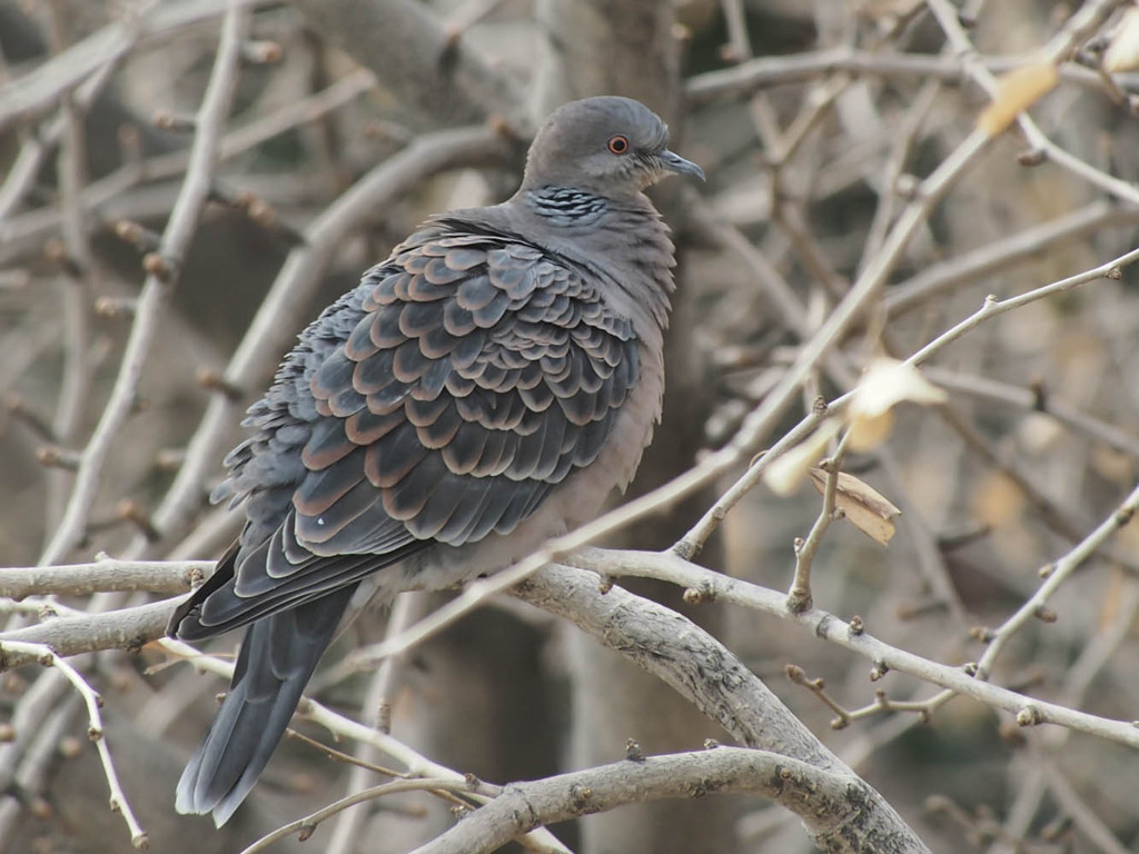 PEN E-P3で鳩撮り