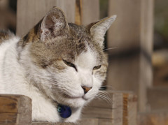 うってかわって深く鋭い眼差しの猫さん