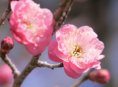 PZ 45-175mmで梅を撮る３